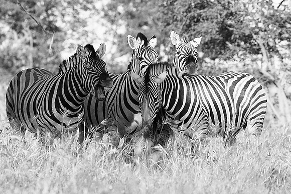 Ongava game reserve