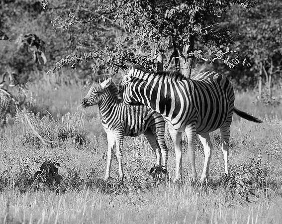 Zebras - Ongava Game Reserve