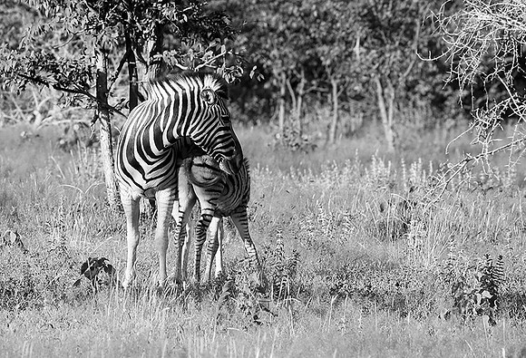 Zebras - Ongava Game Reserve