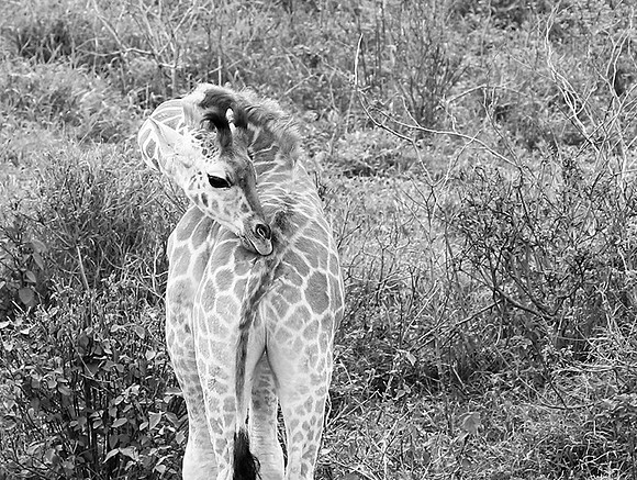 Giraffe manor