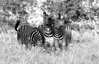 Ongava  - Namibia