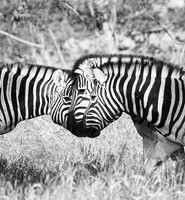 Ongava  - Namibia