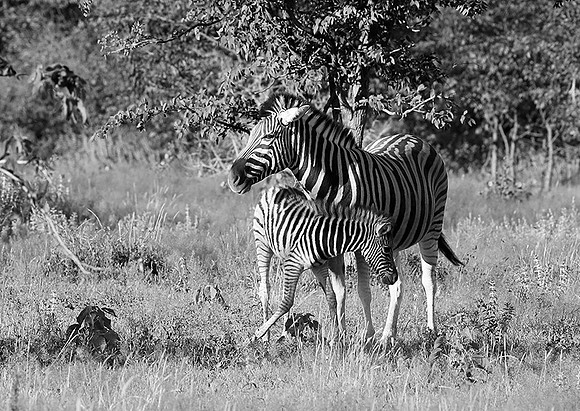Zebras - Ongava Game Reserve