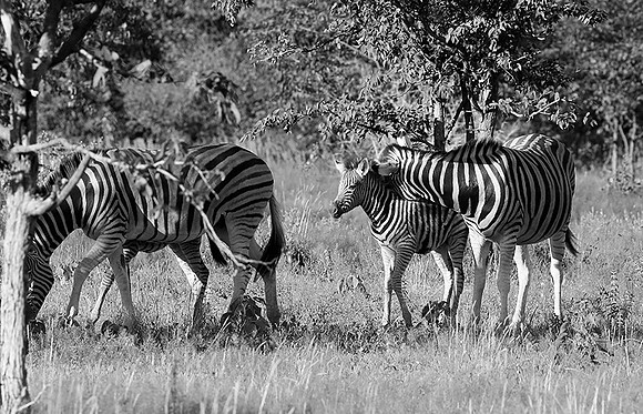 Zebras - Ongava Game Reserve
