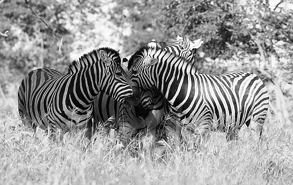 Ongava game reserve