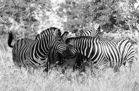 Ongava game reserve