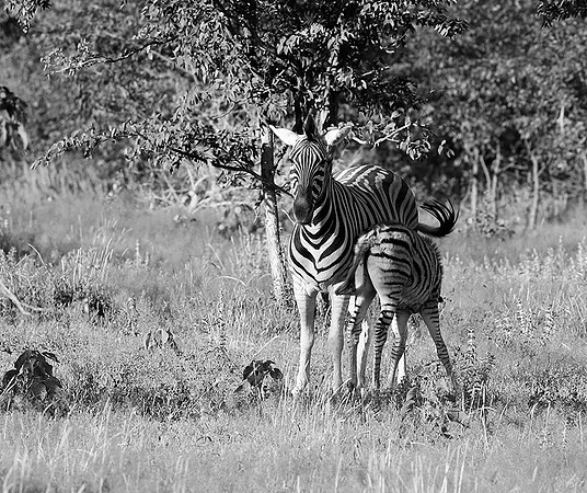 Zebras - Ongava Game Reserve