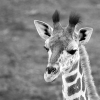 Giraffe manor