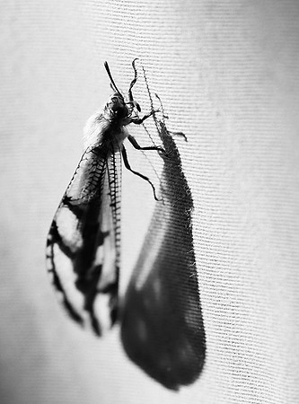 Antlion - Damaraland - Namibia