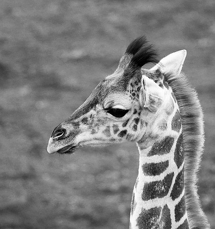 Giraffe manor