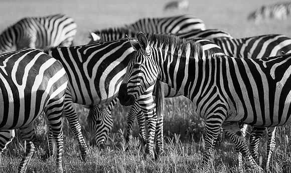 Tanzania - Ngorongoro : zebras