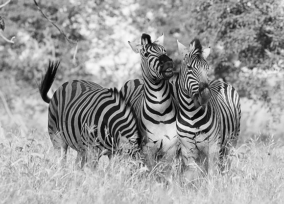 Zebras - Ongava Game Reserve