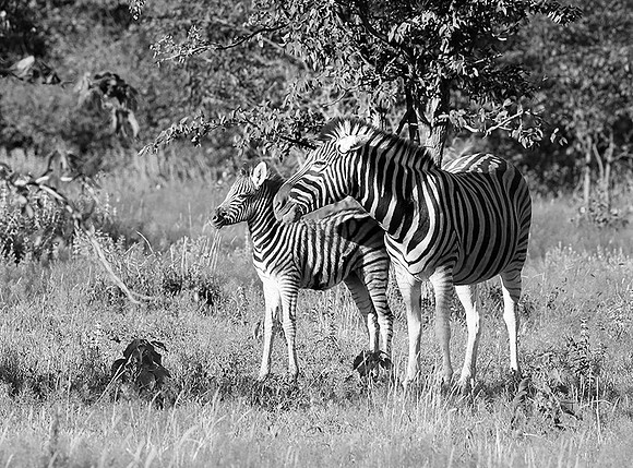 Zebras - Ongava Game Reserve