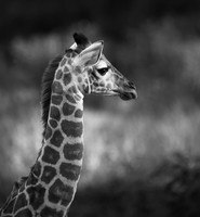 Giraffe manor