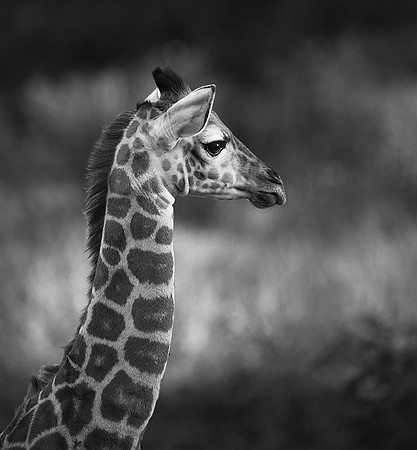 Giraffe manor