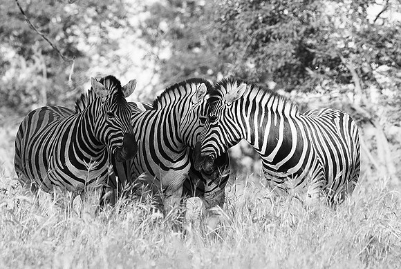 Ongava  - Namibia