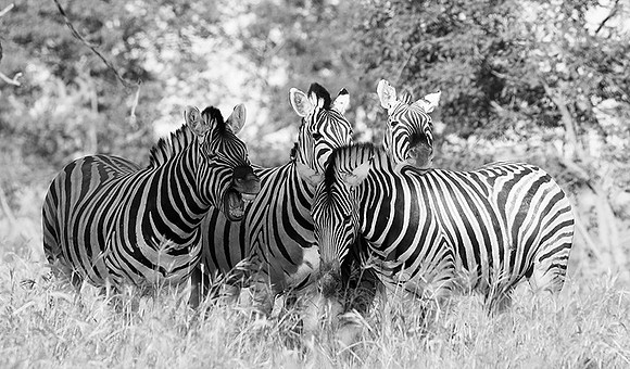 Zebras - Ongava Game Reserve