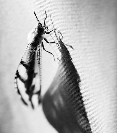 Antlion - Damaraland - Namibia