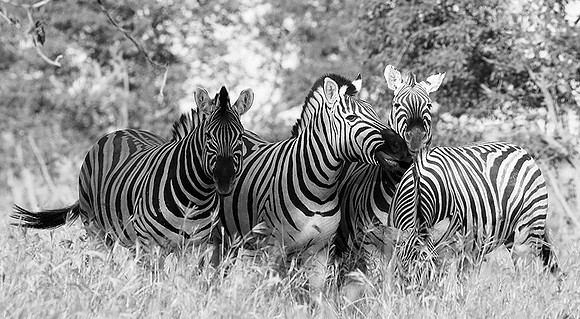 Zebras - Ongava Game Reserve