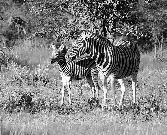 Zebras - Ongava Game Reserve