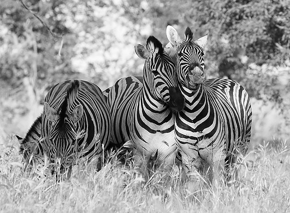 Zebras - Ongava Game Reserve
