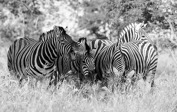 Zebras - Ongava Game Reserve