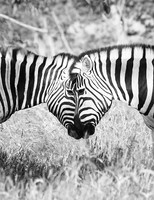 Ongava  - Namibia