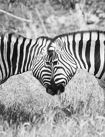 Ongava  - Namibia