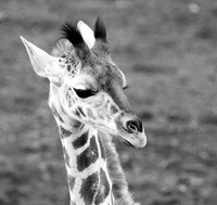 Giraffe manor