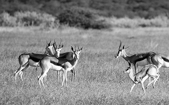 Ongava game reserve