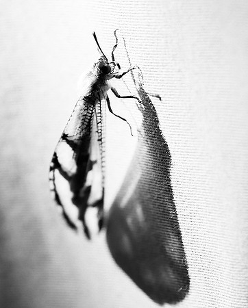 Antlion - Damaraland - Namibia