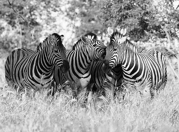 Ongava game reserve