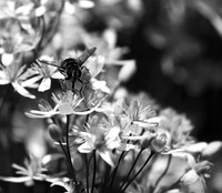 In clematis recta