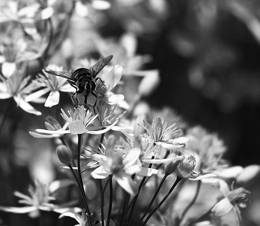 In clematis recta
