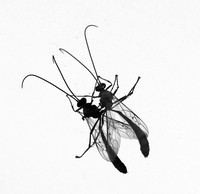Insect and reflection - Senegal
