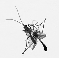 Insect and reflection - Senegal
