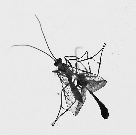 Insect and reflection - Senegal