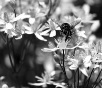 In clematis recta