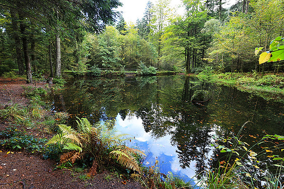 Etang Framboise