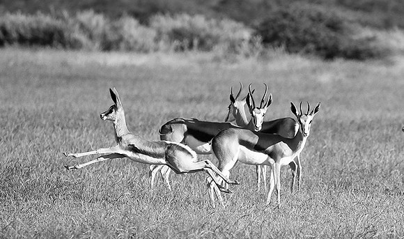 Ongava game reserve