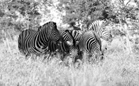 Ongava  - Namibia