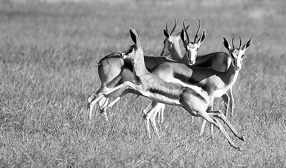 Ongava game reserve