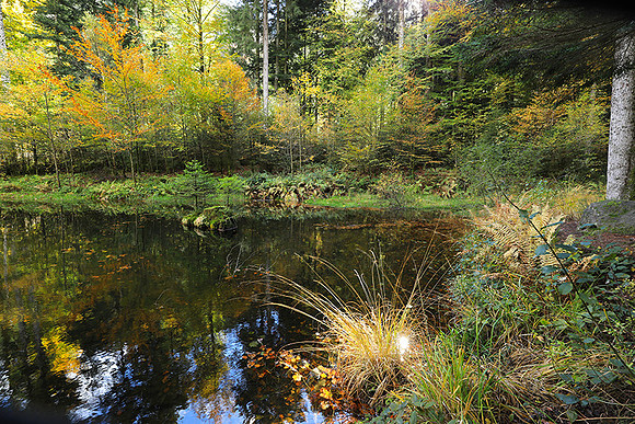 Etang Framboise
