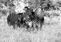 Ongava  - Namibia