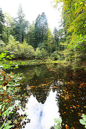 Etang Framboise