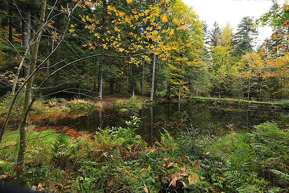 Etang Framboise