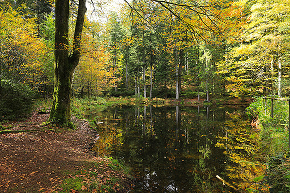 Etang Framboise