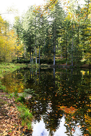 Etang Framboise