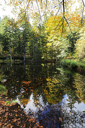 Etang Framboise