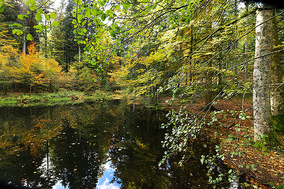 Etang Framboise